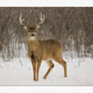 Meet your Posher, Scott